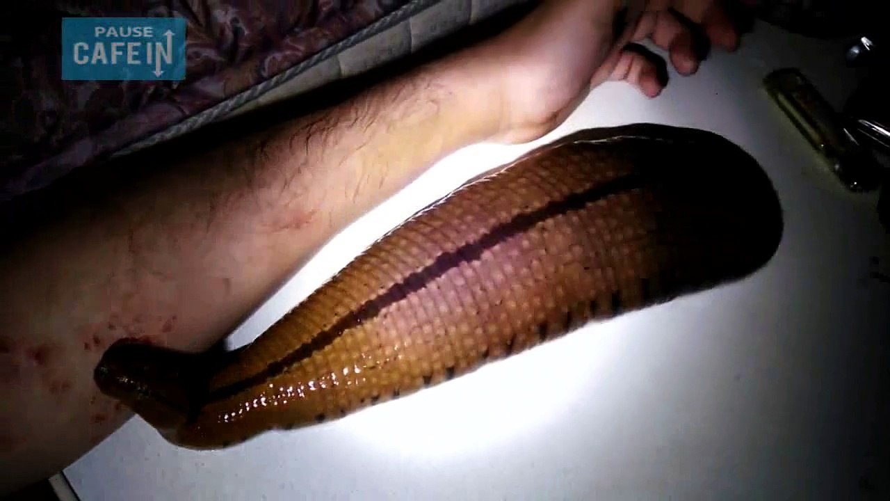 ce japonais a une sangsue géante comme animal de compagnie