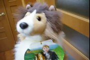 Kelly faces to stuffed collie
