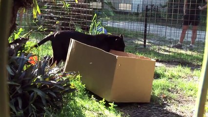 BIG CATS like boxes too!