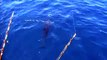 3 ATUNES GIGANTES comiendo junto al barco y uno PICA! (Giant Bluefin Tuna)