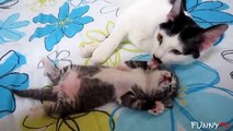'Adorable Kittens and Cute Mother Cats' Compilation 2015 - FunnyTV