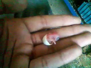 lets go to see how come in the world bird baby ?