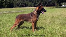 Belgian Malinois Appearance of the working type