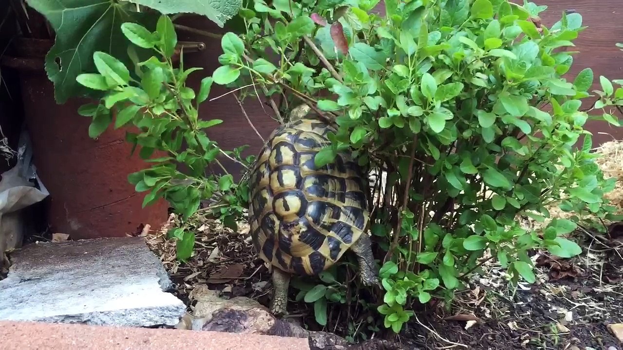 L'arbre et la tortue