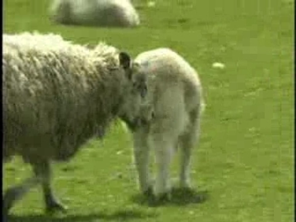 Fat farm
