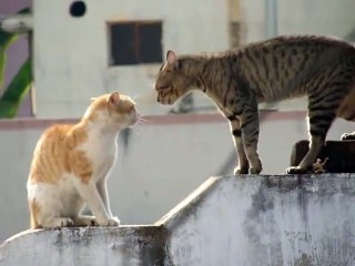 Real Cat Fight ( Watch With Sound)