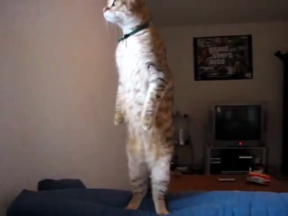 Standing Cat