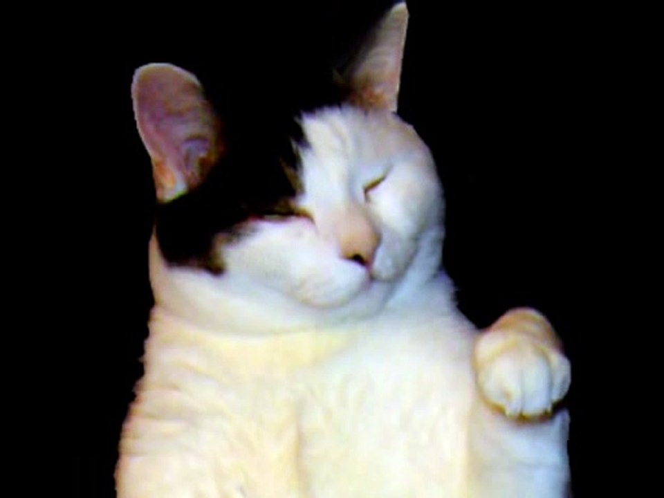 The Kitty Cat Dance.