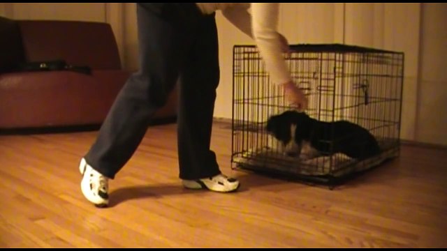 Shaping your dog to love his crate - Clicker Training Tutorial