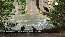 At least 500kgs of dead fish wash up in Brazilian lagoon