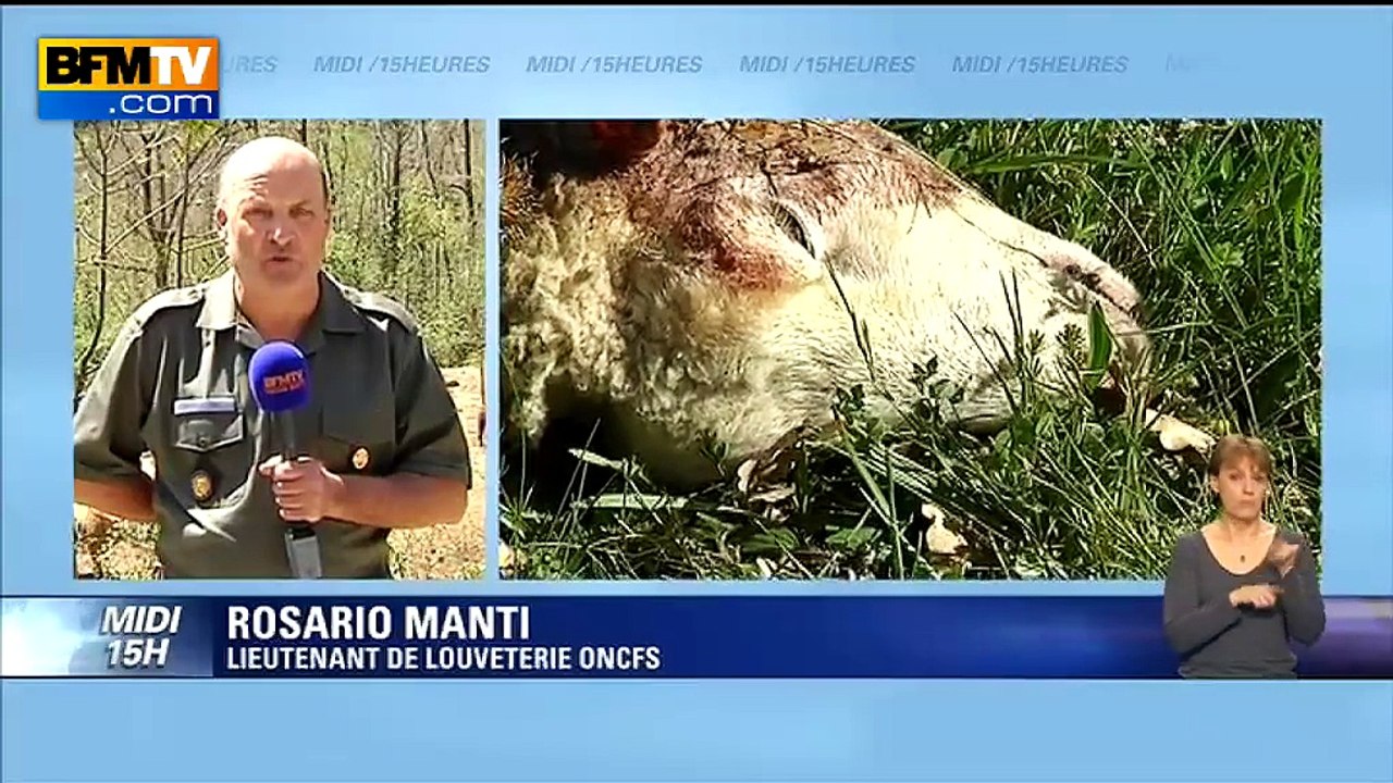 Attaque de loups dans les Alpes-Maritimes: "Ils se sont habitués aux présences humaines"