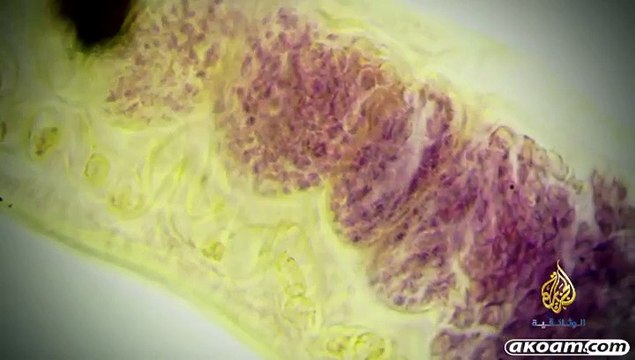 السلسلة الوثائقية الجامعات العربية الحلقة الثانية البحث العلمي إلى أين؟