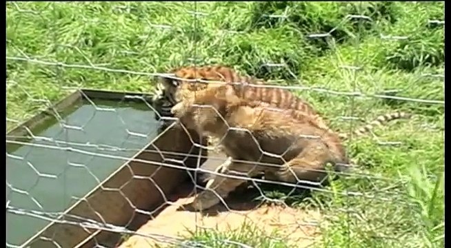 Brutal Lion hunts in World Cup host country South Africa: Stop Canned Lion Hunts!