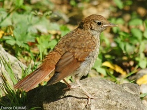Chant d' oiseau LE ROSSIGNOL