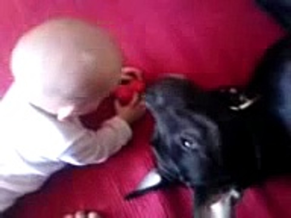 Pitbull Playing With Child.