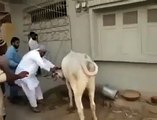 Cow qurbani running of dangerous cow kick funny video fun