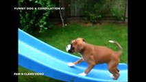 THE FUNNIEST DOG AND PUPPY VIDEOS COMPILATION #1 --Funny Animals Compilation the Funniest CAT DOG