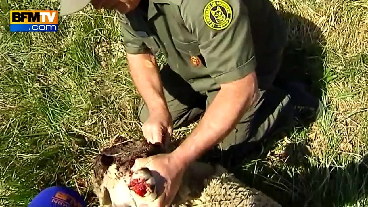 Attaque d'un loup solitaire dans les Alpes-Maritimes: 21 brebis tuées, une enquête ouverte