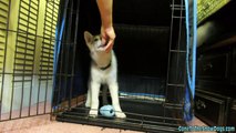 How to Crate Train your Puppy The First Step in Potty Training