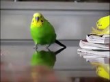 Questo Pappagallo è una Bomba!!