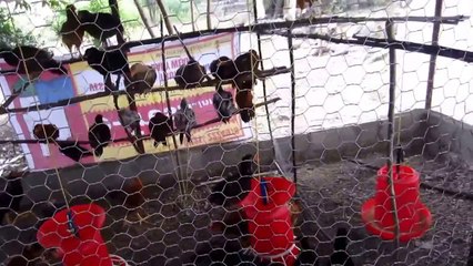 Profitable Naatu Kozhi valarpu | நாட்டு கோழி வளர்ப்பு