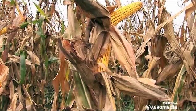 Hibridi kukuruza za sve! Šumadinac, Delija, Bećar i Sremac Superior_394_04.04.2015.