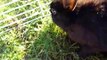 Cute Black Bunny Eating Grass. Funny Black Little Giant Rabbit. Nice Beautiful Animal. Pet Video