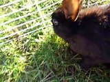Cute Black Bunny Eating Grass. Funny Black Little Giant Rabbit. Nice Beautiful Animal. Pet Video