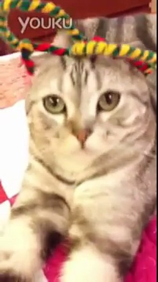 ⁣cute cat,cat videos,funny cat
