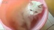 Cute Cats Annabel and Poe Love Sleeping - Funny Cat Videos - Funny Kitten Videos