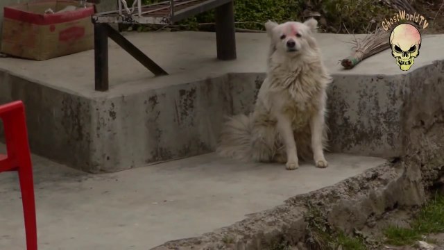 Dog react on GHOST Activity Strange Ghost caught on tape beside dog