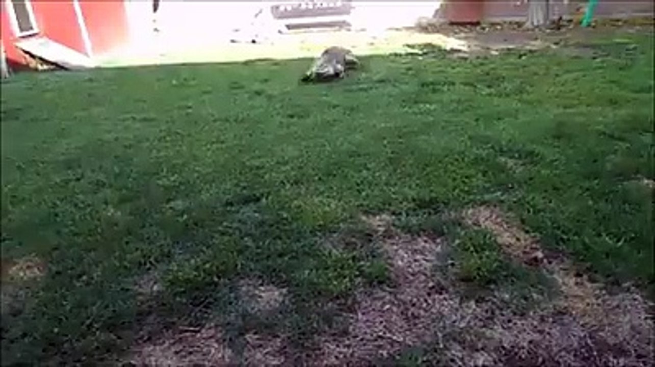 It's a lizard dumb basterd - Best TimePass
