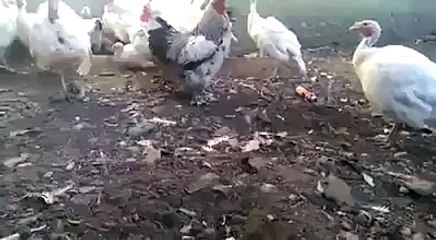 Little Child VS Rooster Must Watch - Best TimePass