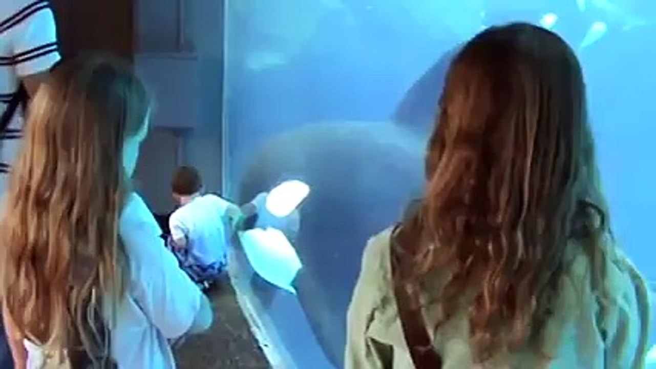 Orca Family Playing with Crowd - Best TimePass