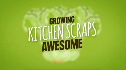 How to Grow Veggies from Kitchen Scraps