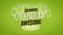 How to Grow Veggies from Kitchen Scraps