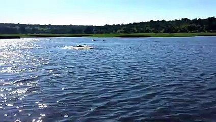 Hippo Charge on Chobe River Jan2015