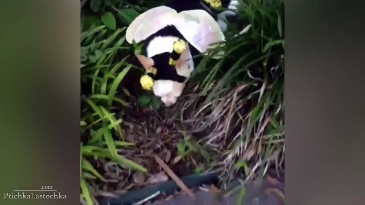Funny Dog Vines 2014