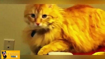 Funny Cats Compilation 60 min - NEW in HD 2014