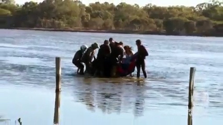 Dolphins rescued from lake in Australia
