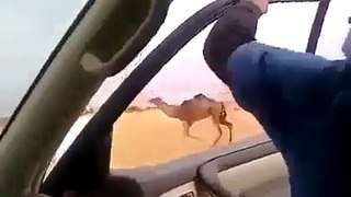 Arabic man power imtihan with camel- Video Dailymotion