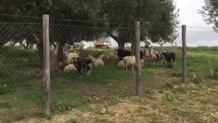 BARBARADURSO.COM - Questo video vi farà piegare dalle risate!! Guardate chi erano i miei vicini di casa a Pasqua...