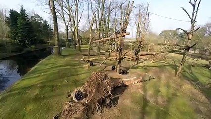 YouTube: Chimpancé derriba drone que lo espiaba en el zoológico