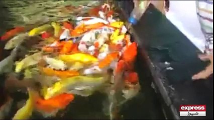 Fish got food by Feeder - مچھلیاں_بھی_فیڈر_پیتی_ہیں