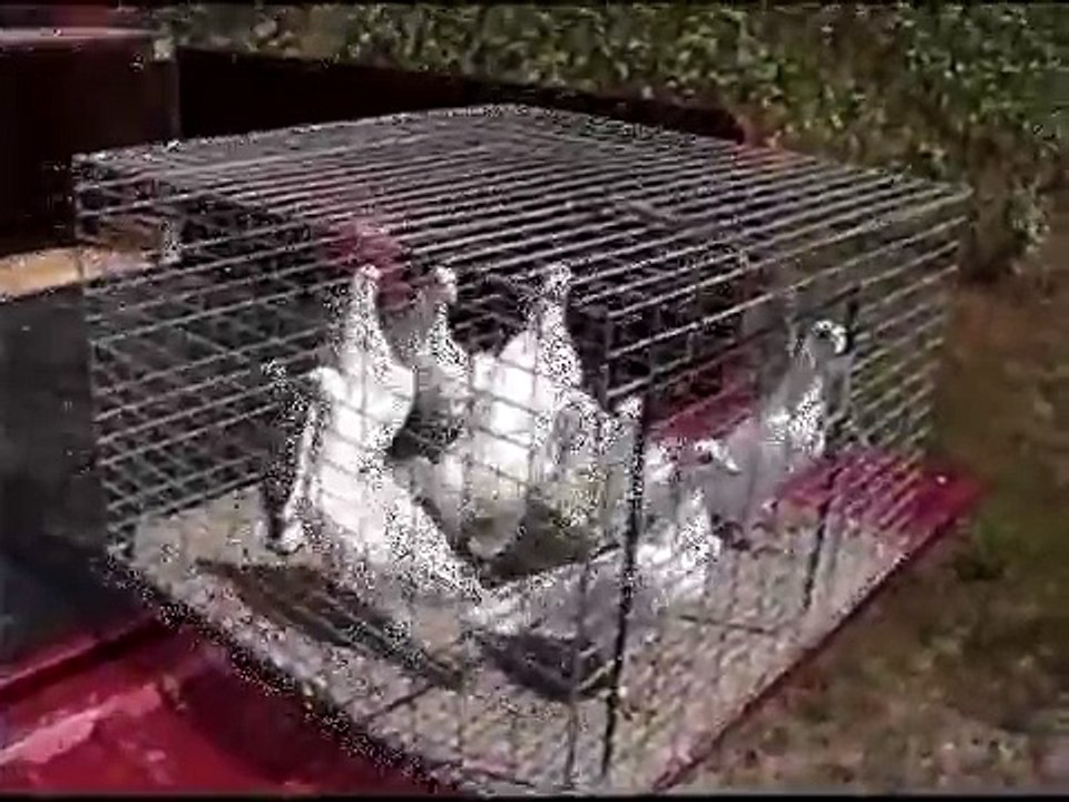 homing pigeons (white doves) training toss, flying, return