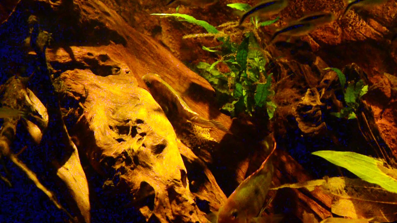 Geophagus Rio Tapajos Red Head 2nd breeding