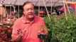 How to Grow Tomatoes : How to Grow Cherry Tomatoes