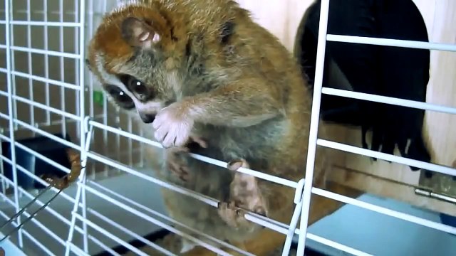 Лемуры - самые милые животные в мире!