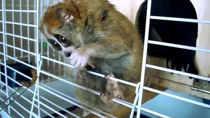 Лемуры - самые милые животные в мире!