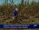Desbordamiento de río Las Juntas afectó a cultivos en Los Ríos